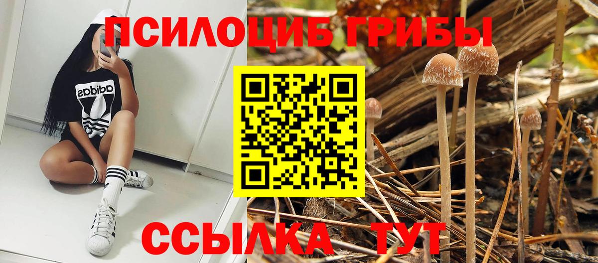 Зеленодольск  Псилоцибиновые грибы мухоморы  Псилоцибиновые грибы Cubensis  Вход с VPN 